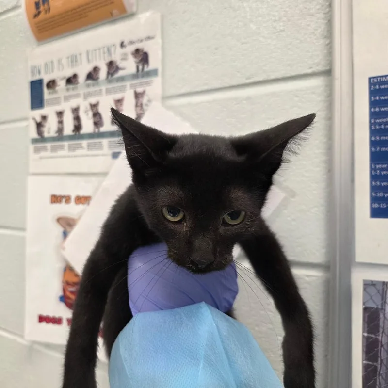 A baby small-sized male Domestic Short Hair cat named Saix for adoption in Chattanooga, TN