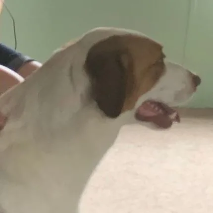 Patches  The Shepherd thumbnail 2