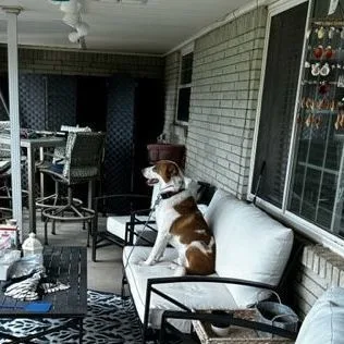 Patches  The Shepherd thumbnail 3