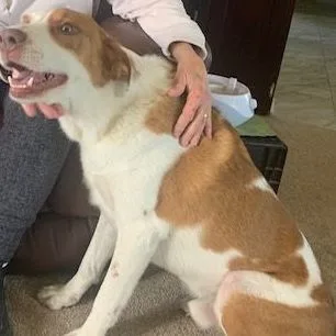 Patches  The Shepherd thumbnail 5