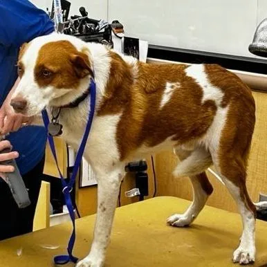 Patches The Shepherd