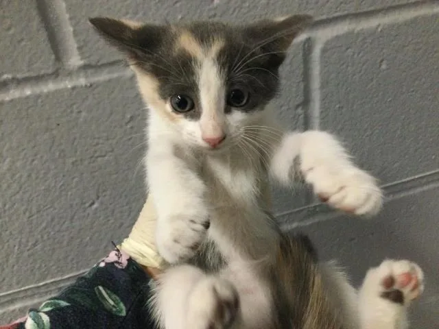 A baby small-sized female Domestic Short Hair cat named Kiki for adoption in Thousand Palms, CA