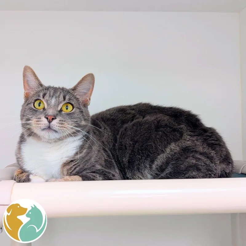An adult large-sized male Gray / Blue / Silver American Shorthair cat named Hector for adoption in Toledo, OH