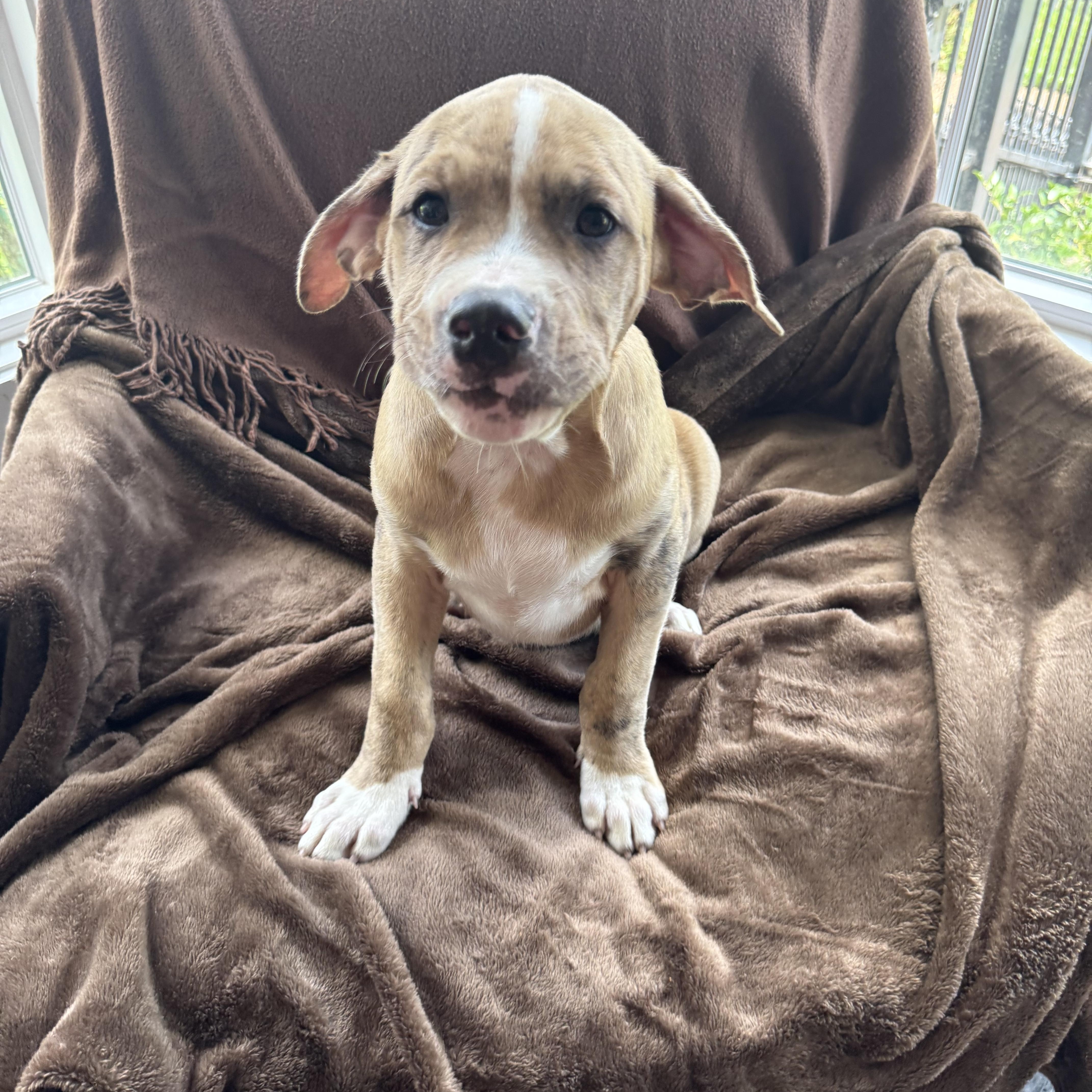 A baby medium-sized male Brindle Catahoula Leopard Dog dog named Sonny for adoption in Alexandria, LA