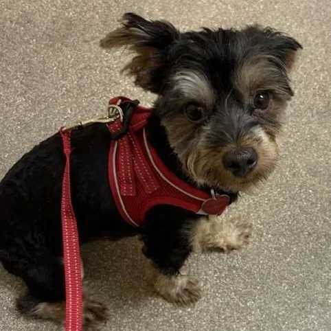 An adult small-sized male Black Yorkshire Terrier dog named Matan for adoption in Boca Raton, FL