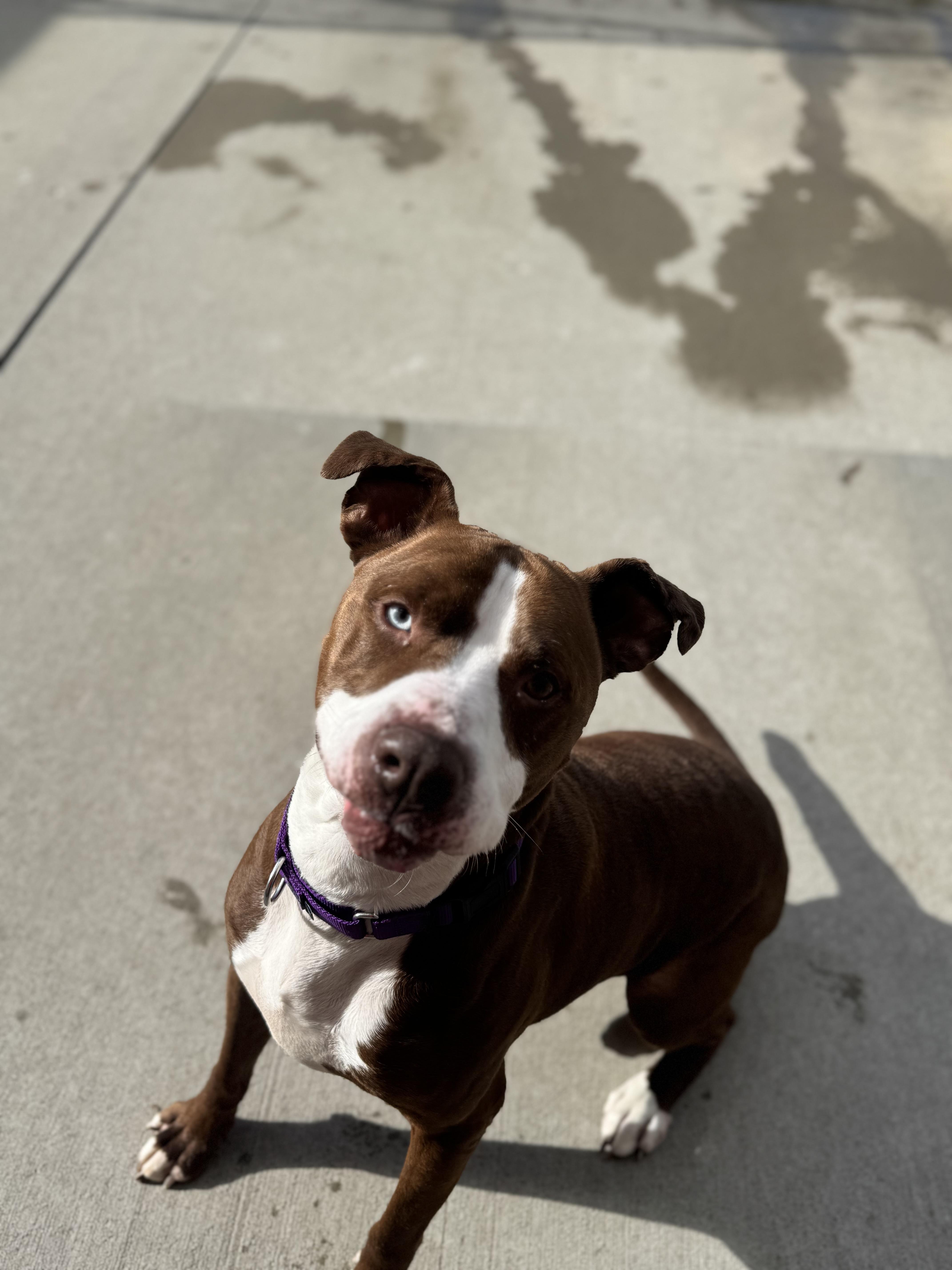 An adult large-sized male Brown / Chocolate Terrier dog named Rex for adoption in Mansfield, OH