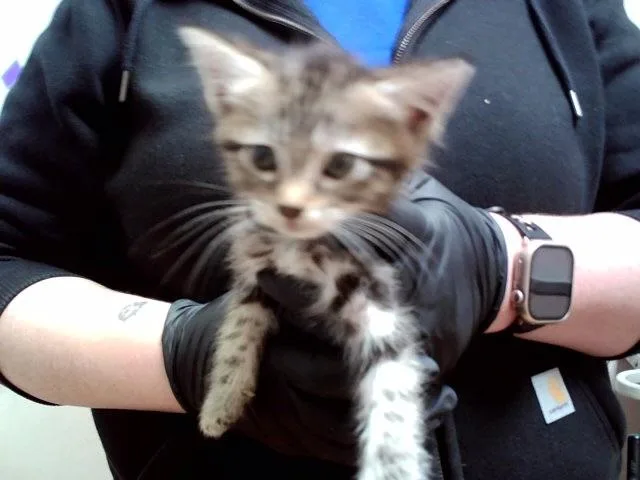 A baby small-sized female Domestic Short Hair cat named A for adoption in Martinez, CA