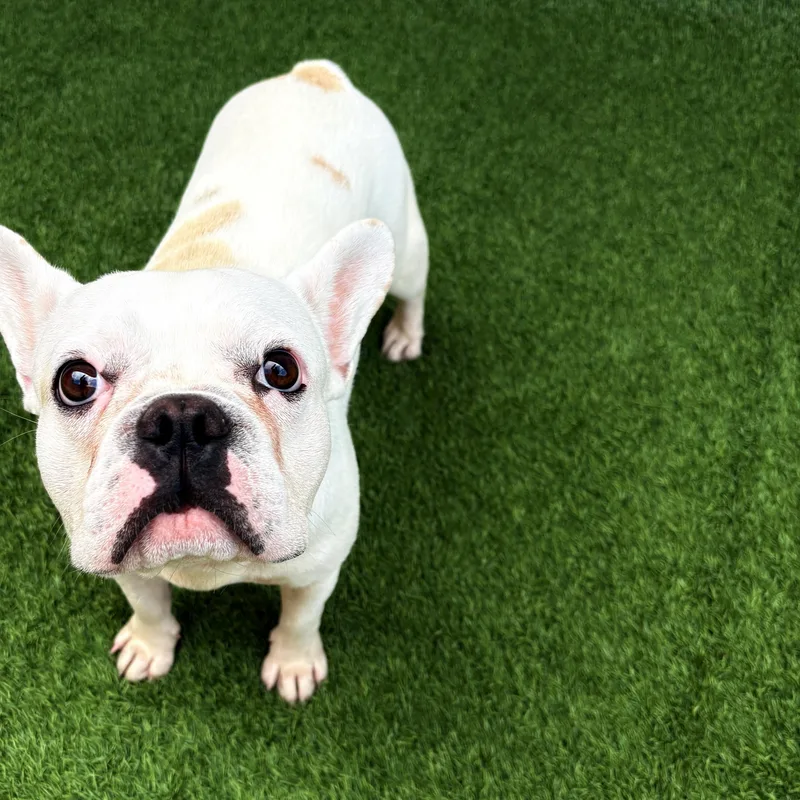 A young medium-sized male French Bulldog dog named Sushi for adoption in Henderson, NV