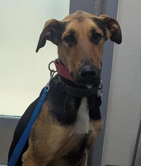 An adult large-sized female Doberman Pinscher dog named Luna for adoption in San Diego, CA