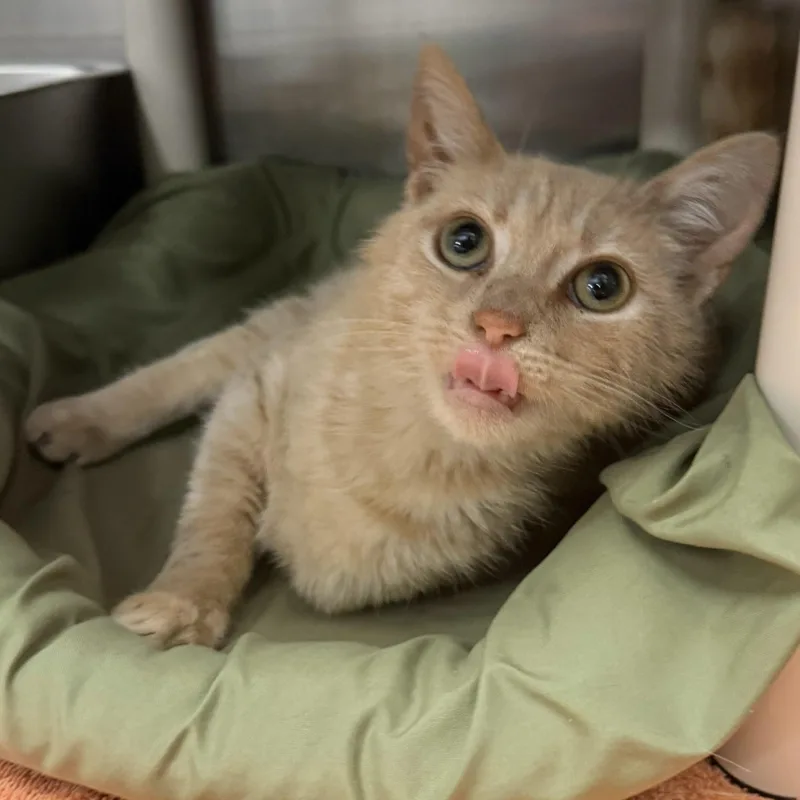 A baby medium-sized female Tabby (Buff / Tan / Fawn) Domestic Short Hair cat named Bridget for adoption in Maple Shade, NJ