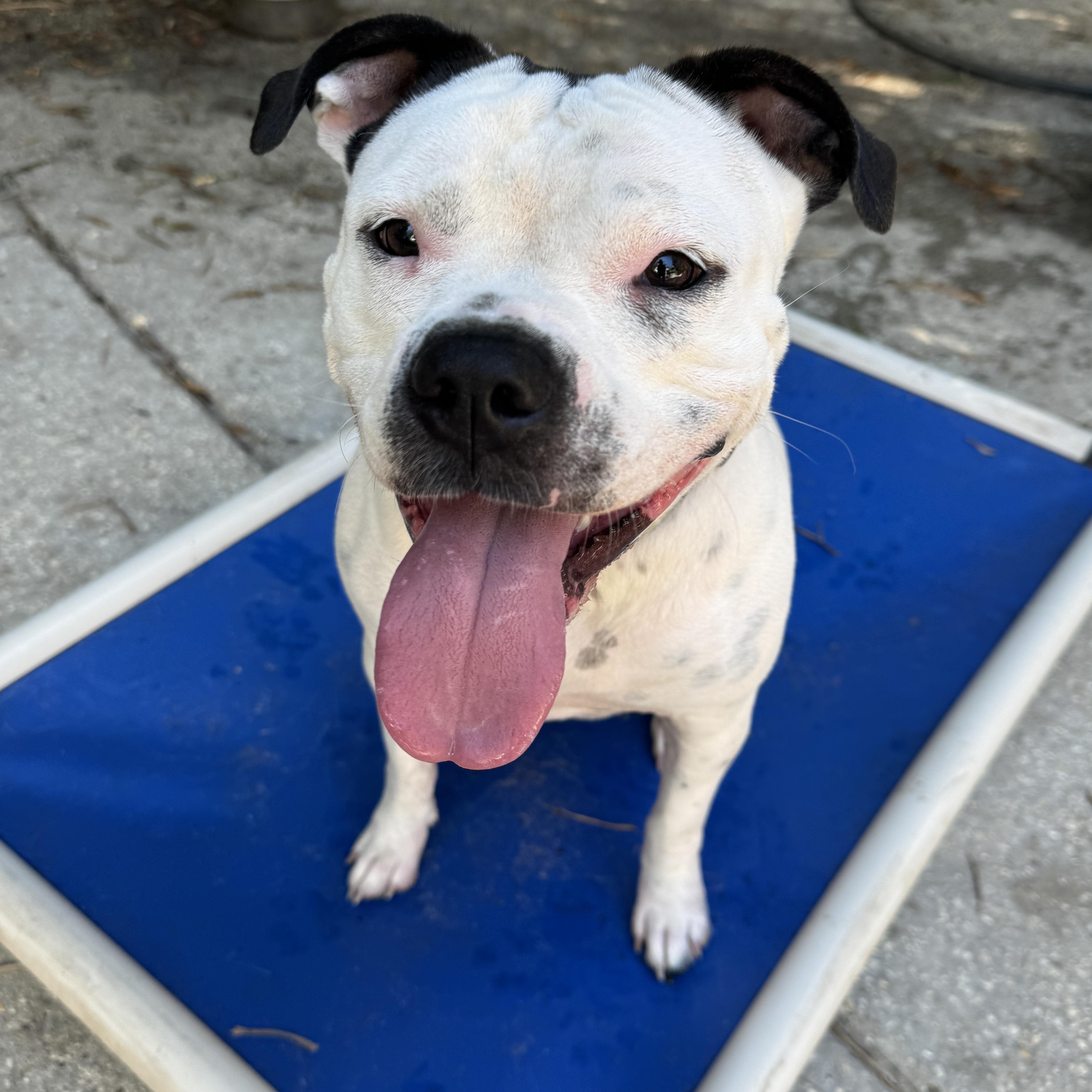 A young medium-sized female American Bully dog named Laney for adoption in Navarre, FL