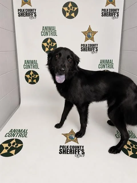 A young medium-sized female Labrador Retriever dog named Nicci for adoption in Winter Haven, FL