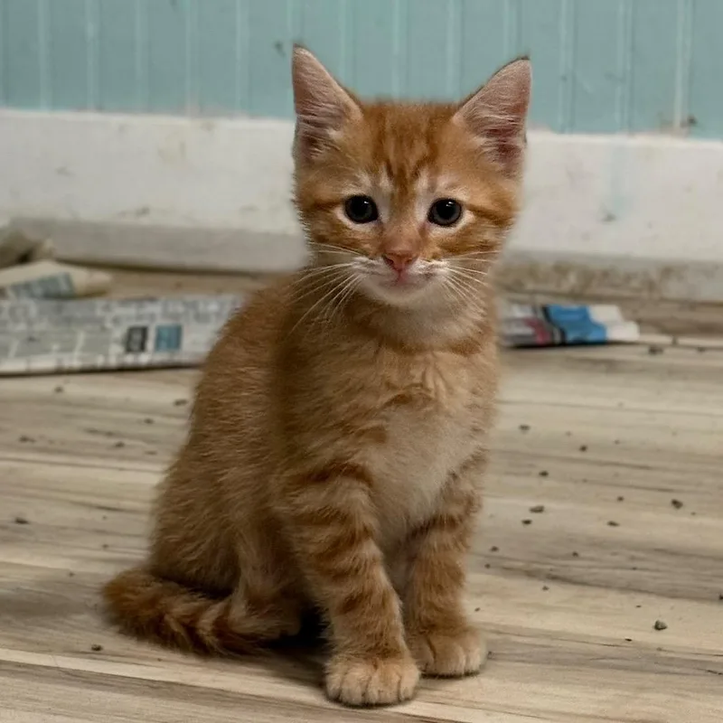 A baby small-sized male Orange / Red Domestic Short Hair cat named Dr. Abbot for adoption in Champaign, IL