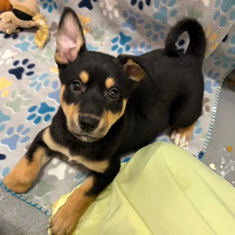 A young medium-sized female Black German Shepherd Dog dog named Bread Basket for adoption in Austin, TX
