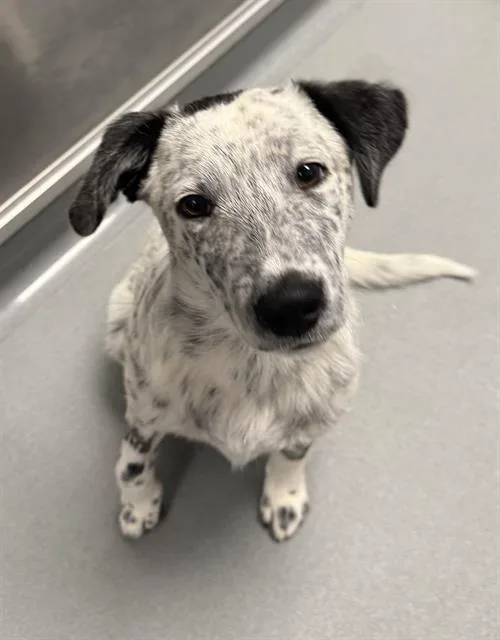 A baby medium-sized male Australian Cattle Dog / Blue Heeler dog named Pesto for adoption in Ontario, CA