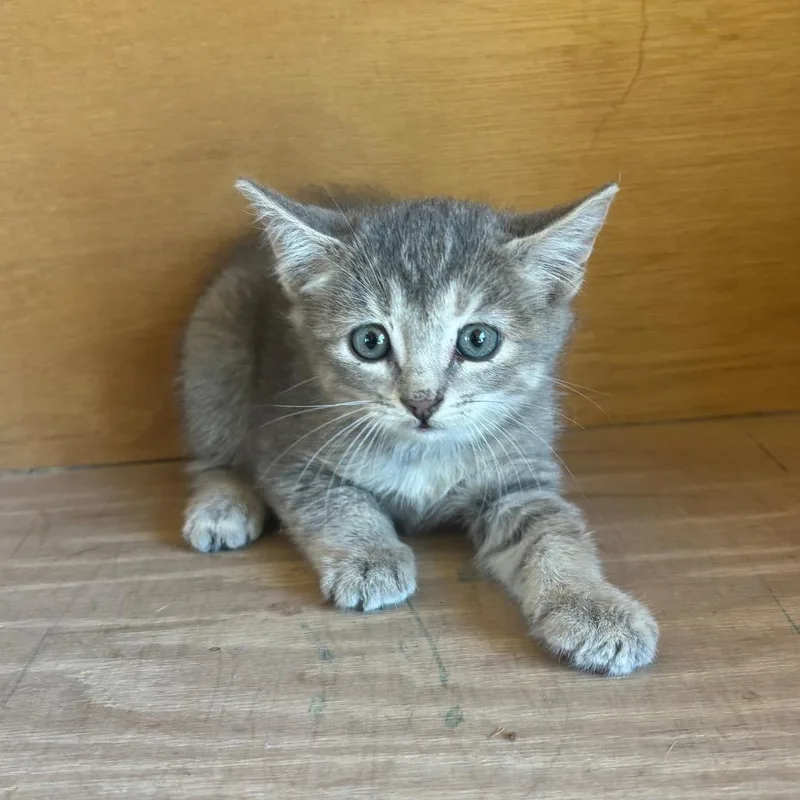 A baby small-sized female Domestic Short Hair cat named Sorrell for adoption in Fredericksburg, TX