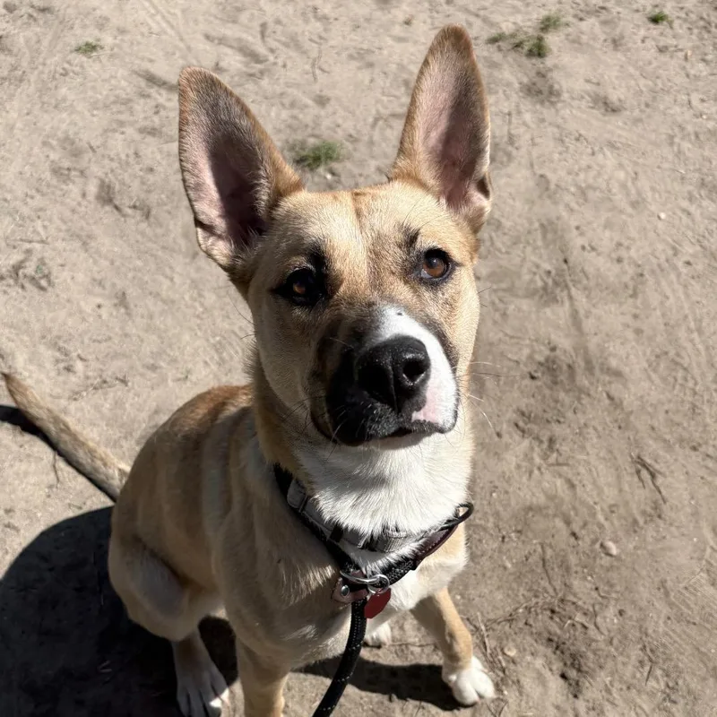 An adult medium-sized female Yellow / Tan / Blond / Fawn Mixed Breed dog named Mia for adoption in Newark, NJ