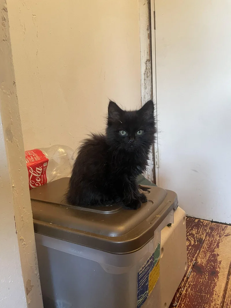 A baby small-sized male Black Domestic Medium Hair cat named Muheeb for adoption in Trenton, NJ