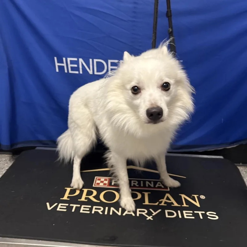 An adult small-sized male White / Cream American Eskimo Dog dog named Snowball for adoption in Henderson, NV