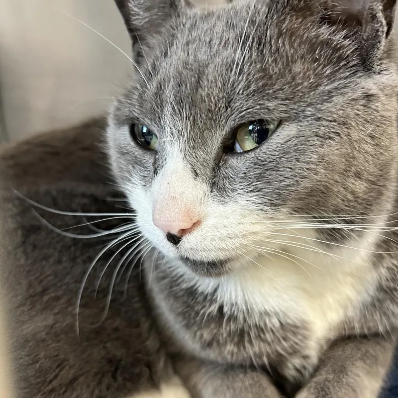 An adult medium-sized male Gray / Blue / Silver Domestic Short Hair cat named Baloo for adoption in Birdsboro, PA