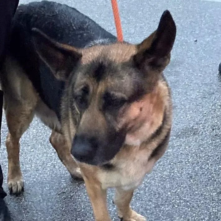 An adult large-sized female Brown / Chocolate Shepherd dog named MayFlower for adoption in Matteson, IL