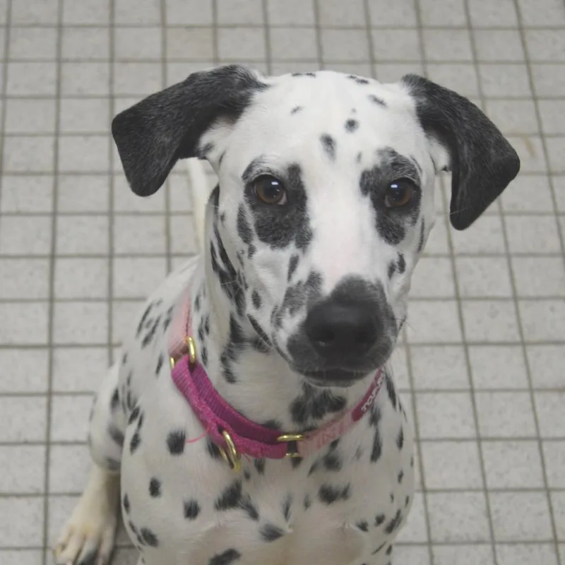 A young medium-sized female White / Cream Dalmatian dog named Katie for adoption in Camden, DE