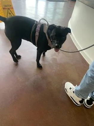An adult large-sized female Labrador Retriever dog named Bella for adoption in New Orleans, LA