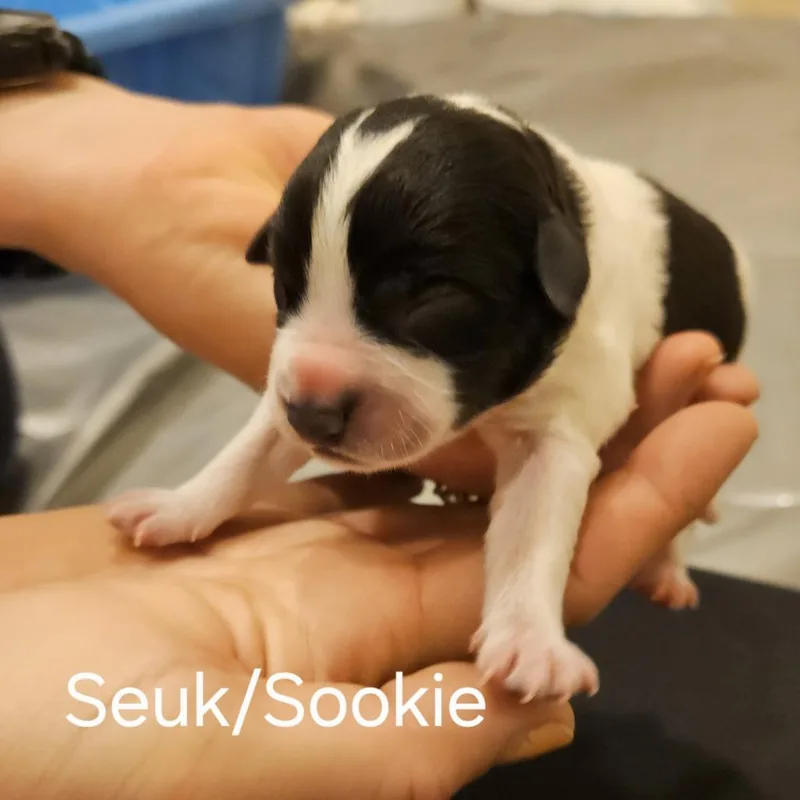 A baby medium-sized male White / Cream Mixed Breed dog named Selena Pup Sookie for adoption in Fairfax, VA