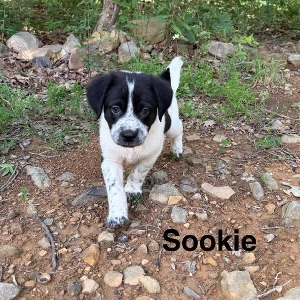 Selena Pup Sookie thumbnail 2