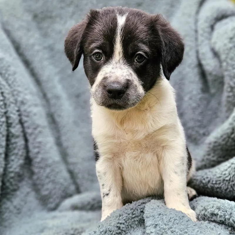 Selena Pup Sookie thumbnail 3