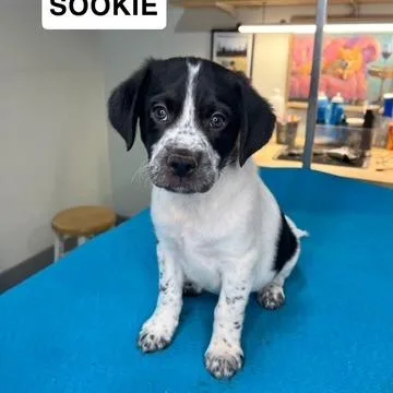 Selena Pup Sookie thumbnail 4