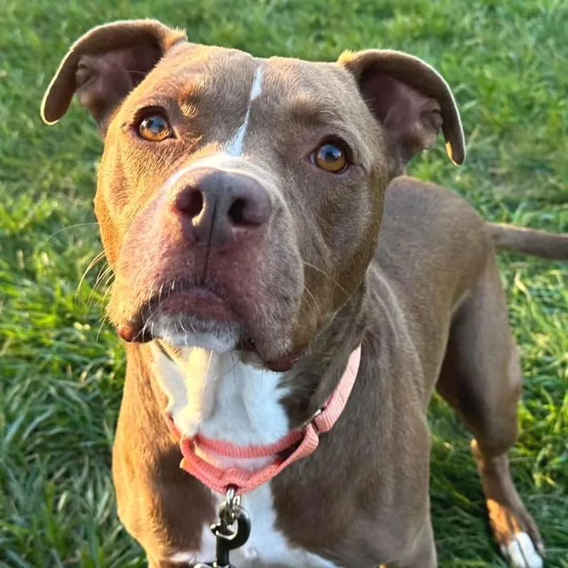 An adult medium-sized male Brown / Chocolate Mixed Breed dog named A.c. for adoption in Wheeling, IL
