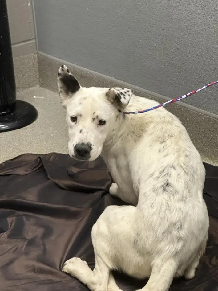 A young medium-sized female Labrador Retriever dog named Lannie for adoption in Las Vegas, NV