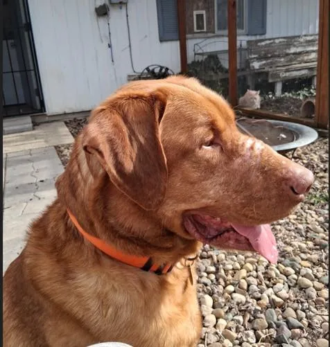 An adult large-sized male Red / Chestnut / Orange Labrador Retriever dog named Charlie for adoption in Indianapolis, IN