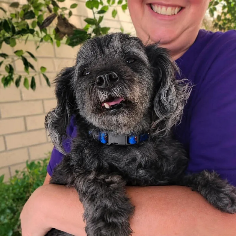 A senior small-sized male Mixed Breed dog named George for adoption in Thomasville, NC