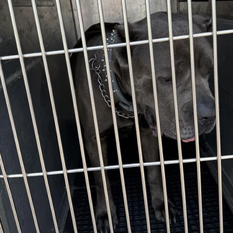 An adult large-sized male Gray / Blue / Silver Cane Corso dog named Fordo for adoption in St. Louis, MO