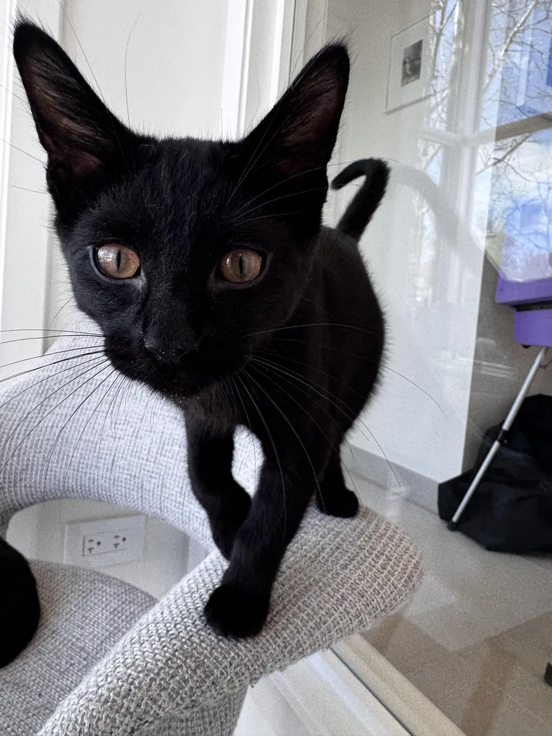 A baby small-sized male Black Domestic Short Hair cat named Harlan for adoption in Evanston, IL