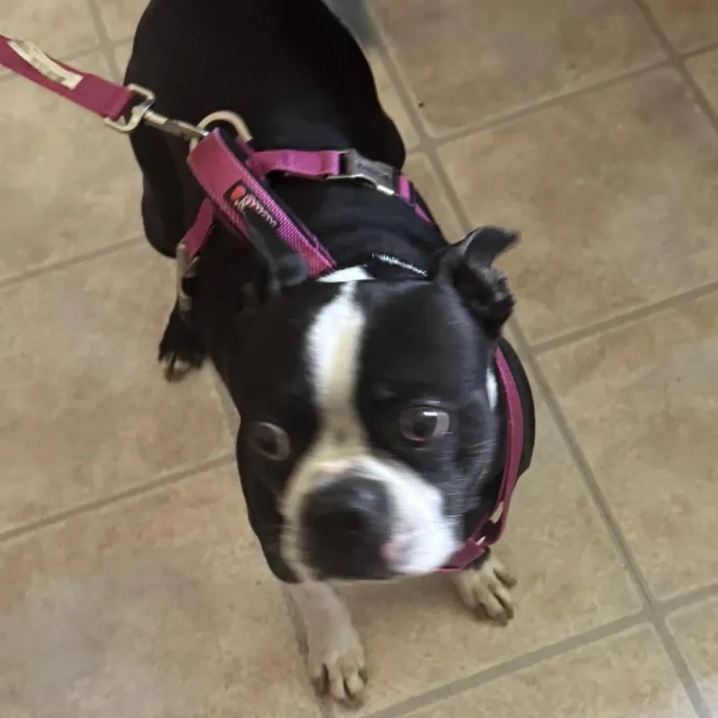 A senior large-sized male Black Boston Terrier dog named Rocco for adoption in Winchester, VA