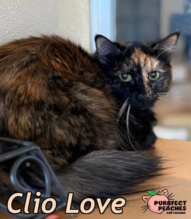 Clio Love thumbnail 3