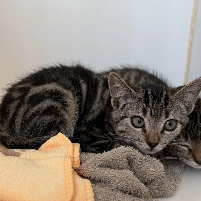 A baby small-sized female Brown / Chocolate Domestic Short Hair cat named Sora for adoption in Oakland, CA