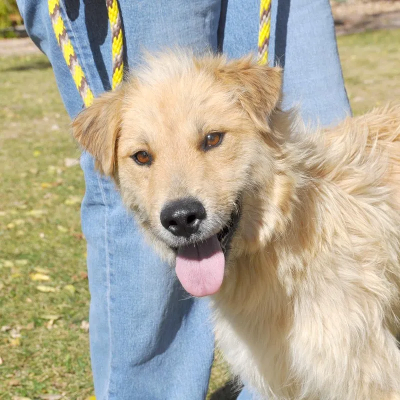An adult medium-sized female Golden Terrier dog named Frannie for adoption in Prescott, AZ