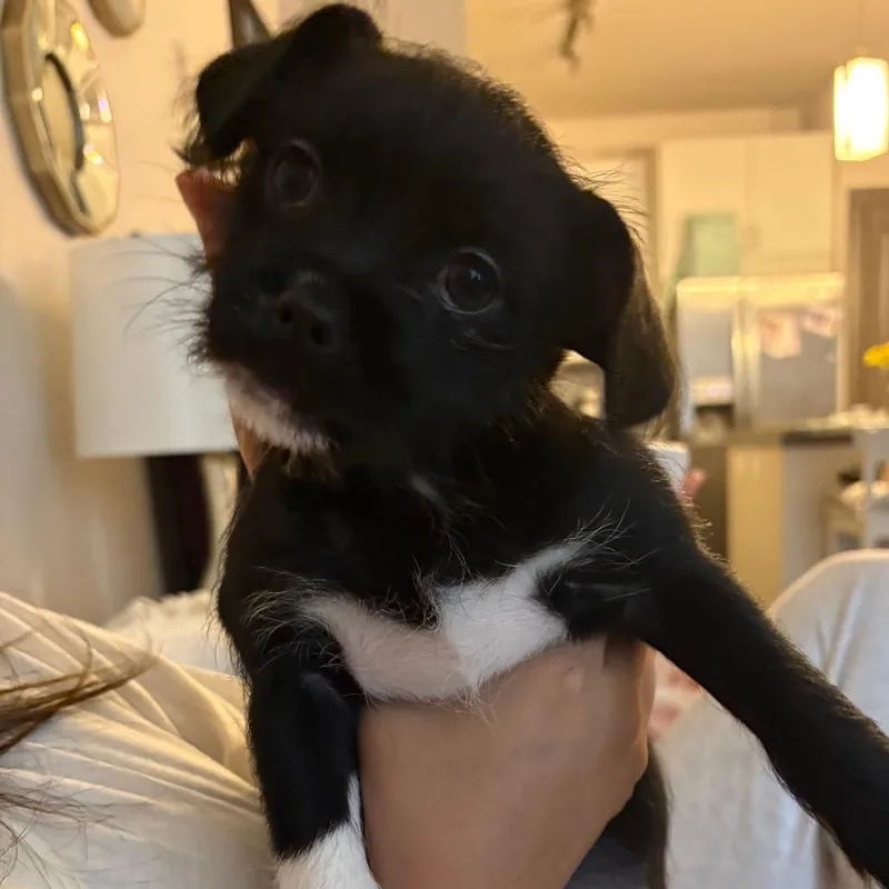 A baby small-sized female Black Shih Tzu dog named Delilah for adoption in Beaumont, TX