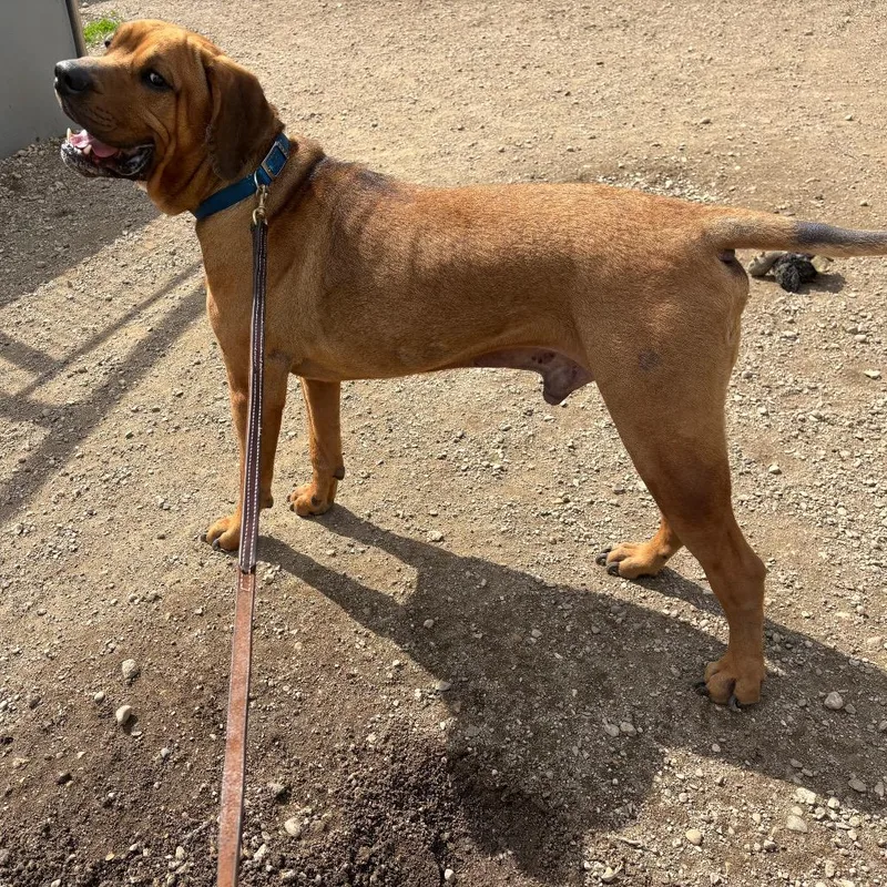 An adult large-sized male Red / Chestnut / Orange Mastiff dog named Gimli D for adoption in Elbow Lake, MN