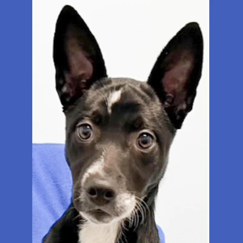 A baby medium-sized female Black Shepherd dog named Octavia for adoption in Albany, NY