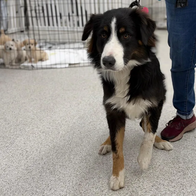 A young medium-sized male Black Australian Shepherd dog named Carl for adoption in Point Richmond, CA