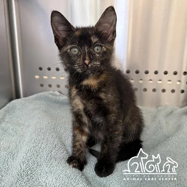 A baby small-sized female Domestic Short Hair cat named Willow for adoption in Irvine, CA