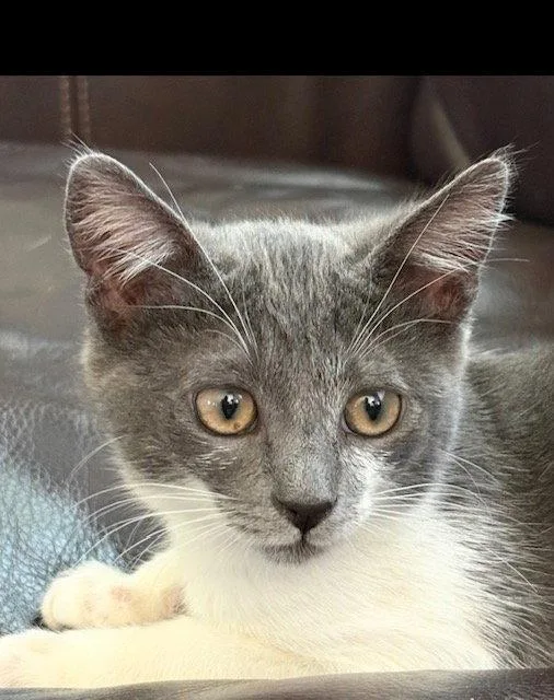 A baby medium-sized female Tuxedo cat named Mochi for adoption in West Hills, CA
