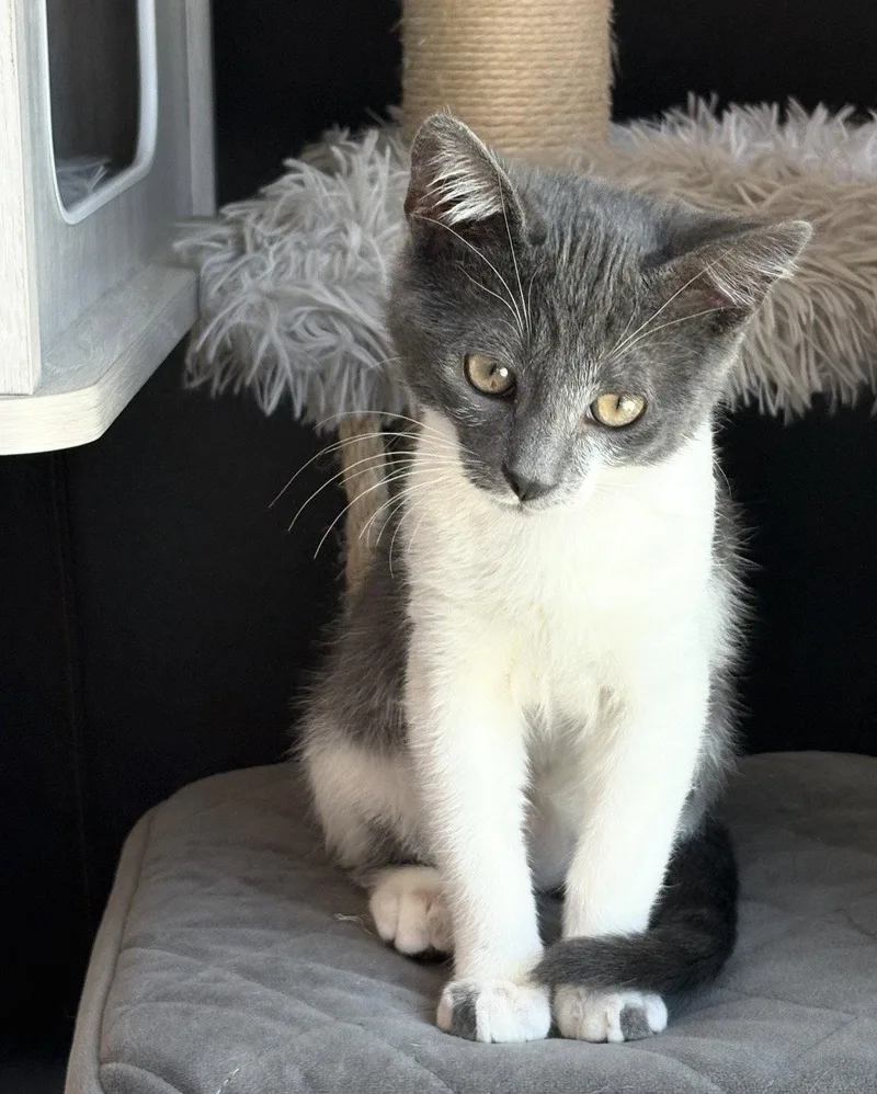 Mochi thumbnail 3
