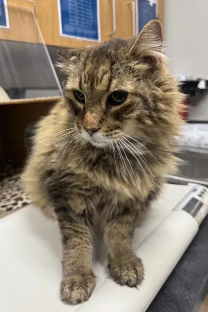 A senior large-sized male Domestic Long Hair cat named Froggy for adoption in Missoula, MT