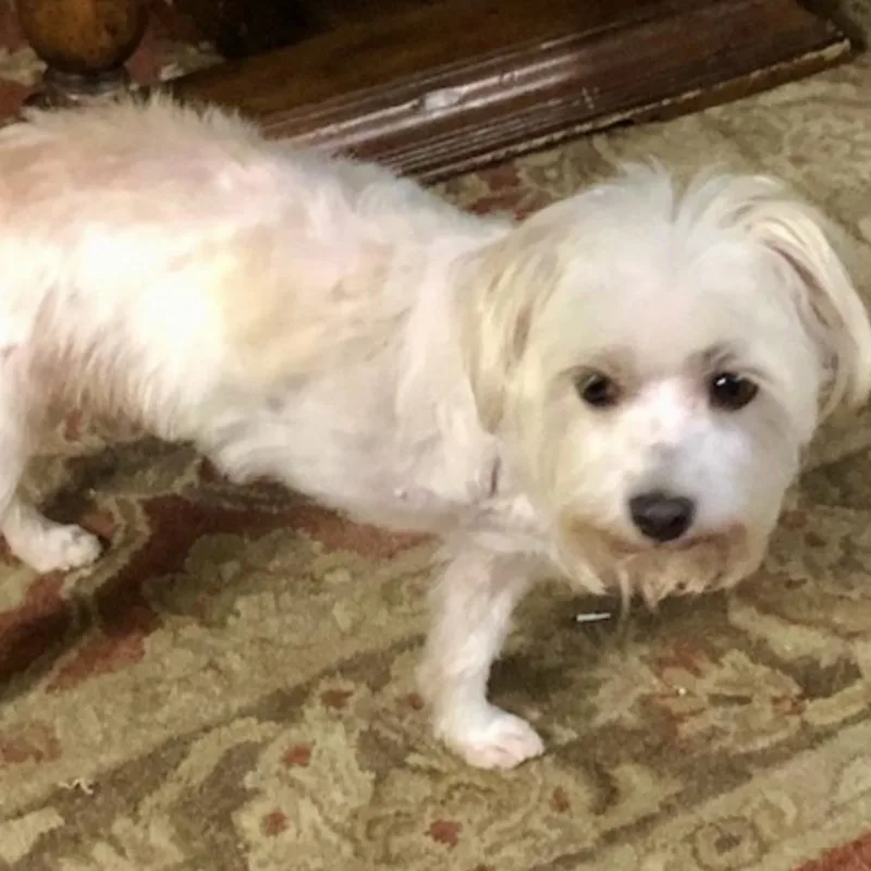 A young small-sized male White / Cream Maltese dog named Brighton for adoption in Norwalk, CT
